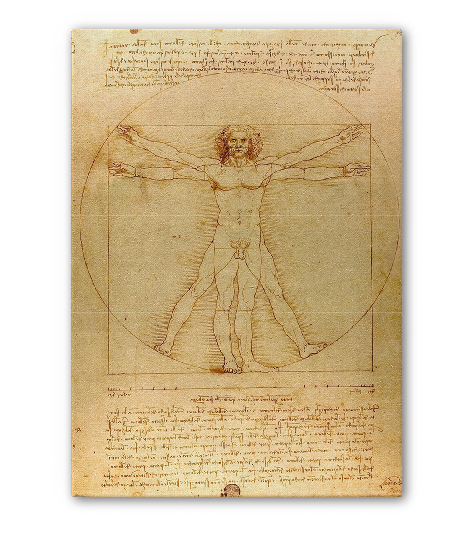 Tableau Décoratif L'Homme de Vitruve